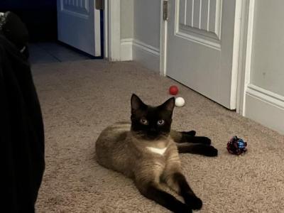 Chai - Siamese - Gallery Photo #1