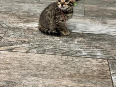 Sheba - Bengal - Gallery Photo #1