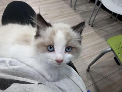 Bindees Baby 26 - Ragdoll - Gallery Photo #1