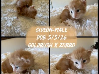 Gideon - Maine Coon - Gallery Photo #1