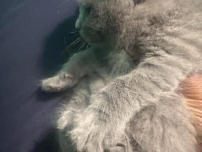 Zenas Litter - Russian Blue - Gallery Photo #1