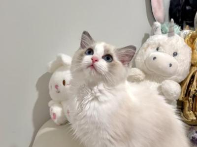 Lisa - Ragdoll - Gallery Photo #1
