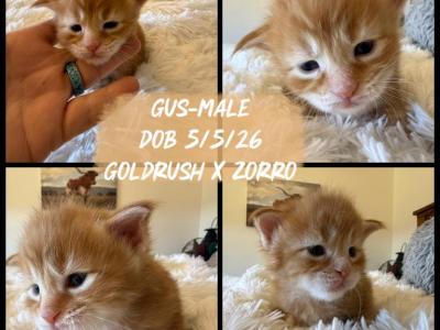 Gus - Maine Coon - Gallery Photo #1