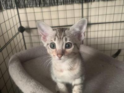 F4 Silver Savannah - Savannah - Gallery Photo #1