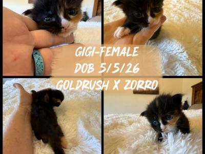 Gigi - Maine Coon - Gallery Photo #1
