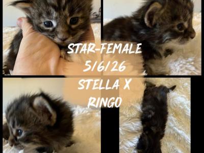 Star - Maine Coon - Gallery Photo #1
