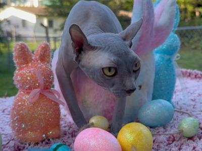 Elf Sphynx Female - Sphynx - Gallery Photo #1