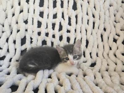 Bo - Domestic - Gallery Photo #1