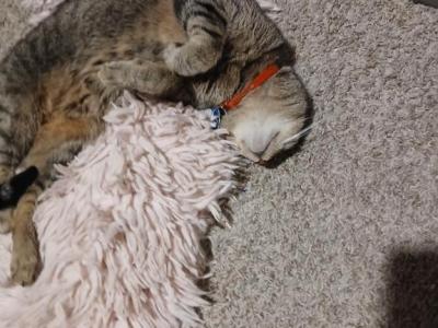 Lily - Domestic - Gallery Photo #1