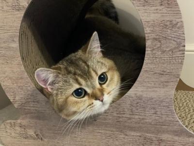 Toffee - British Shorthair - Gallery Photo #1