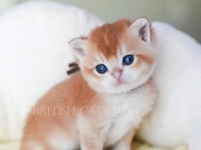 Figaro - British Shorthair - Gallery Photo #1