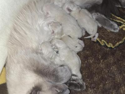 Bubbles' Third Batch - Tonkinese - Gallery Photo #1