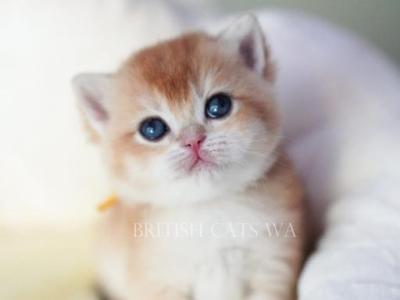 Flora - British Shorthair - Gallery Photo #1