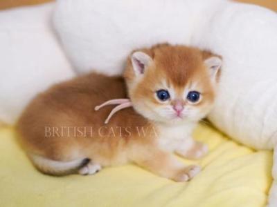 Goldie - British Shorthair - Gallery Photo #1