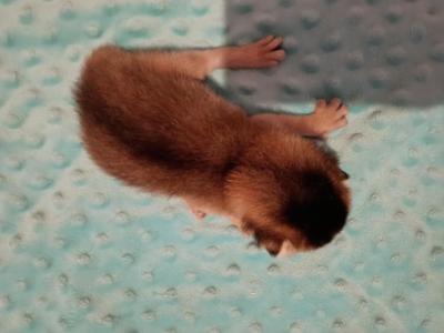 Ruddy Junebug - Abyssinian - Gallery Photo #1