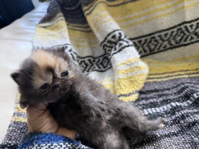 Persian Litter Kittens - Persian - Gallery Photo #1