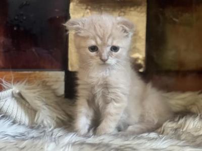 Ginger - Scottish Fold - Gallery Photo #1