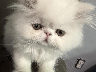 Persian Solid White Ready To Go - Persian - Gallery Photo #1