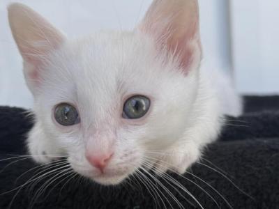 Coco - Domestic - Gallery Photo #1