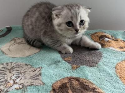 Zeke - Scottish Fold - Gallery Photo #1