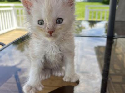 Koby - Maine Coon - Gallery Photo #1