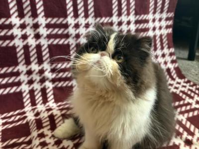Dolly - Persian - Gallery Photo #1