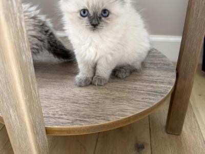 Coco - Ragdoll - Gallery Photo #1