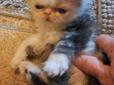 Callie - Persian - Gallery Photo #1