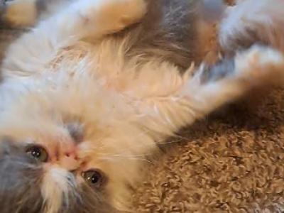 Oliver - Persian - Gallery Photo #1