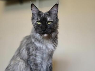 Theodora - Maine Coon - Gallery Photo #1