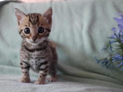 Brown Girl - Bengal - Gallery Photo #1