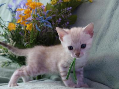 Silver Snow Mink Boy - Bengal - Gallery Photo #1