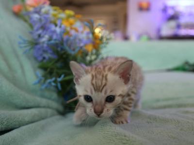 Pink Collar Snow Mink Girl - Bengal - Gallery Photo #1