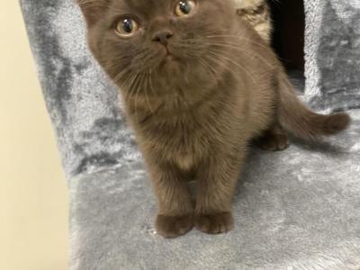 Brownie - British Shorthair - Gallery Photo #1