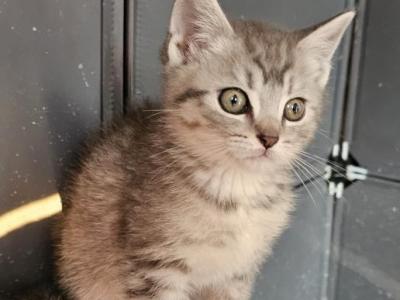Fun Little Kitties - British Shorthair - Gallery Photo #1
