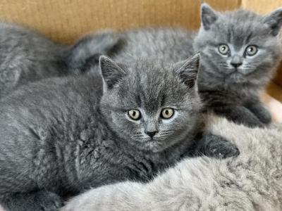 Tom - British Shorthair - Gallery Photo #1