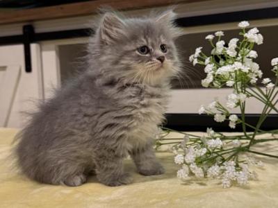 Belle - Siberian - Gallery Photo #1