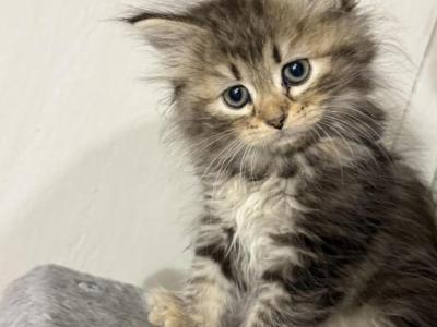 Lily - Siberian - Gallery Photo #1
