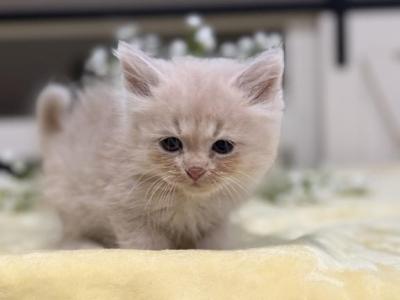 Cooper - Siberian - Gallery Photo #1