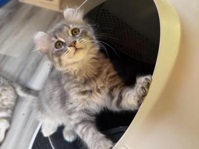 Blue Silver Tabby Male - Highlander - Gallery Photo #1