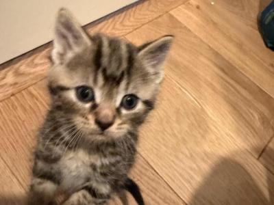Polydactyl Male Desert Lynx - Highlander - Gallery Photo #1