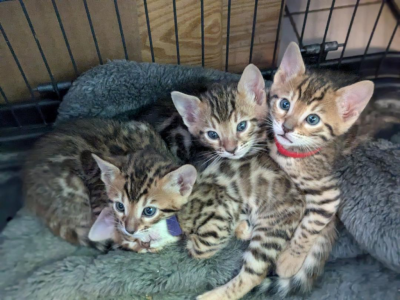Betty And Remington Babies - Bengal - Gallery Photo #1