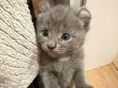 Solid Classic Blue Boy - Highlander - Gallery Photo #1