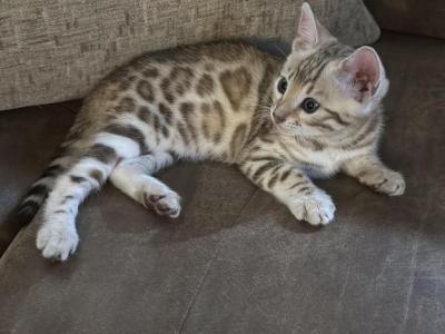 Bengal Kittens - Bengal - Gallery Photo #1