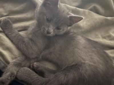 Loki - Russian Blue - Gallery Photo #1