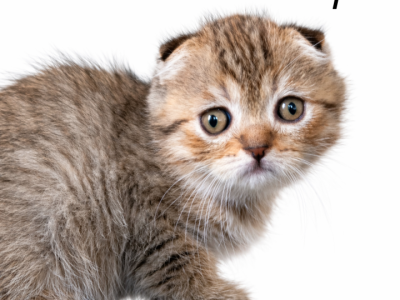 Mimi - Scottish Fold - Gallery Photo #1