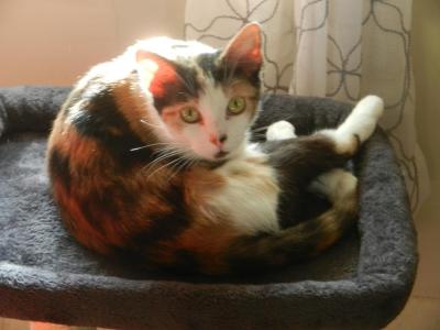 Bailey - Domestic - Gallery Photo #1