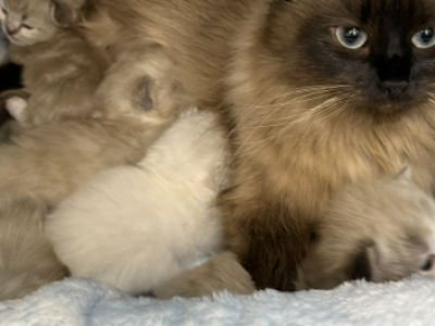 Ragdoll Kittens - Ragdoll - Gallery Photo #1