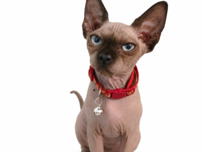 Mini Litter - Sphynx - Gallery Photo #1