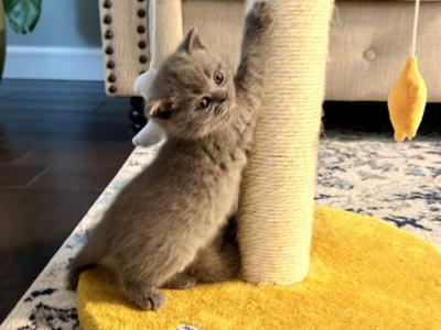Puffies - Scottish Fold - Gallery Photo #1